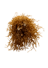 Witch Broom Refrigerator Magnet